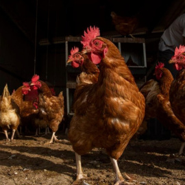 Un segundo foco de gripe aviar en una granja de Guadalajara obliga a sacrificar 150.000 gallinas ponedoras