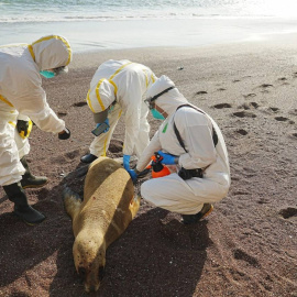 Varios expertos examinan un lobo marino muerto en Peru.