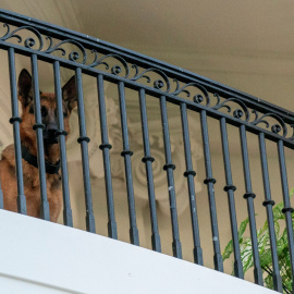 El perro comandante del presidente estadounidense Joe Biden en la Casa Blanca, a 30 de septiembre de 2023.