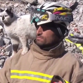 El gato Enkaz, rescatado entre los escombros del terremoto en Turquía, no se despega del bombero que lo salvó