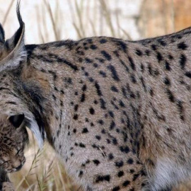 Imagen de archivo de lince ibérico.