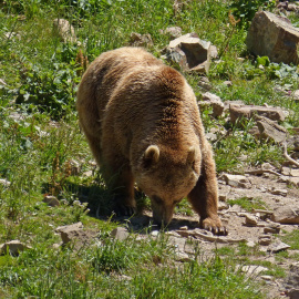 El oso pardo de los Pirineos.