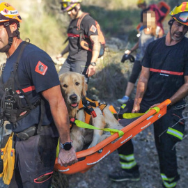 Bomberos durante el rescate del animal.