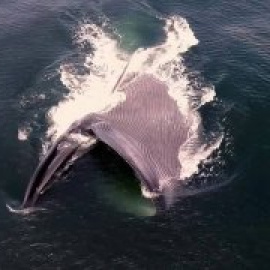 Las ballenas ingieren hasta 10 millones de microplásticos al día en los mares