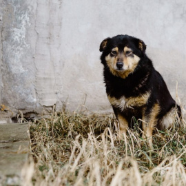 ¿Por qué mi perro tiembla a veces?