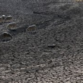 La sequía deja a los animales sin pastos y a los ganaderos al borde de la ruina