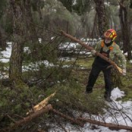 Salvar la Casa de Campo tras Filomena: crónica de una catástrofe ambiental