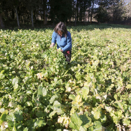 Una mujer recoge grelos durante la temporada final de la recolecta, en una huerta familiar, a 17 de febrero de 2023, en Xermade, Lugo