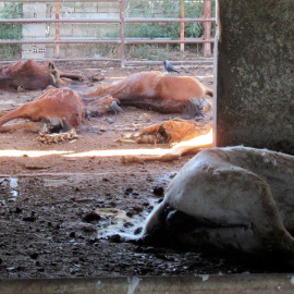 Algunos de los caballos que han sido hallados muertos en una granja de Murcia, 19 de mayo de 2023.