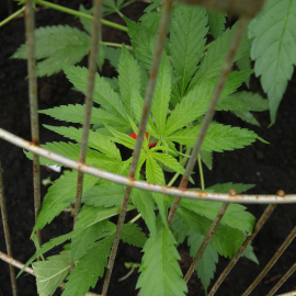 Imagen de archivo de un cultivo de cannabis.