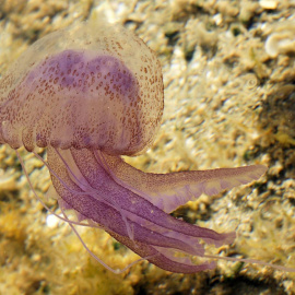 La medusa luminiscente (Pelagia noctiluca) es frecuente en el Mediterráneo.