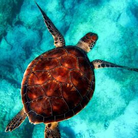 Una tortuga nadando por el fondo marino.