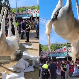 Recogen el cuerpo de la yegua fallecida durante la inauguración de la Feria de Abril en Sevilla, a 14 de abril de 2024.