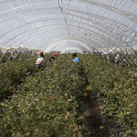 Un grupo de trabajadoras recoge arándanos en una finca onubense.