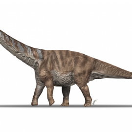 Recreació gràfic de l'Abditosaurus kuehnei, trobat al Pallars Jussà.