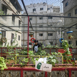 Los agricultores de Líbano se pasan al Cannabis al no poder costear el resto de cultivos