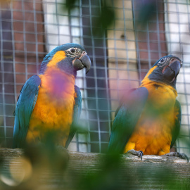 Dos guacamais gorjablaus al Zoo de Barcelona.