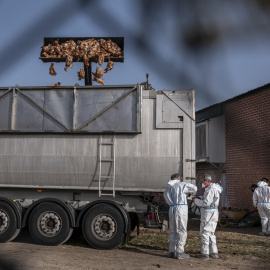 Una excavadora descarga centenares de aves muertas en una granja de Íscar, Valladolid, afectada por un brote de gripe aviar.