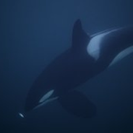 Las orcas se atreven con el mayor animal del mundo, la ballena azul