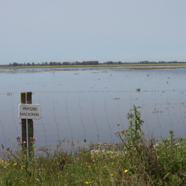 El Parque Nacional de Doñana aumenta el agua de su humedal, pero este continúa en riesgo de secarse.