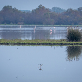 Doñana, a finales de noviembre pasado.