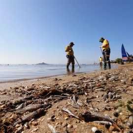 Peces muertos en la playa de Murcia.