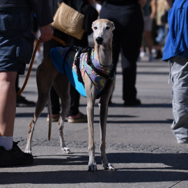 Activistas por la igualdad animal llevaban más de 30 años denunciando el consumo humano de carne de perro.