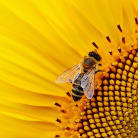 Una abeja en un girasol.