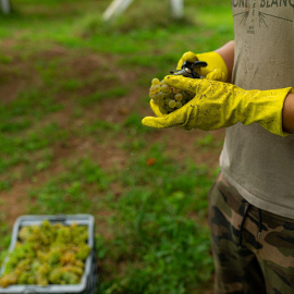 Foto de archivo de una persona recorta un racimo de uvas durante la época de vendimia, a 8 de septiembre de 2023.