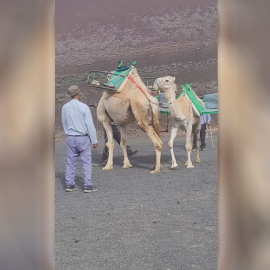 Captura del vídeo en el que se observa el maltrato a una cría de dromedario en el Parque Nacional de Timanfaya.