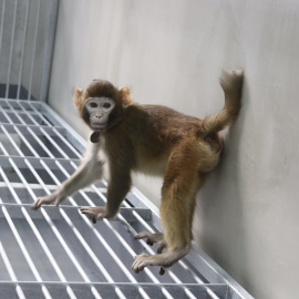 Fotografía del mono 'rhesus' clonado con células somáticas tomada a los 17 meses de nacer.