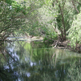 La Muga, amb aigua estancada, al seu pas per Castelló d'Empúries