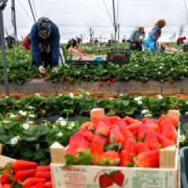 Jornaleros traídos de Honduras trabajarán en la próxima campaña de la fresa en Huelva, necesitada de más mano de obra