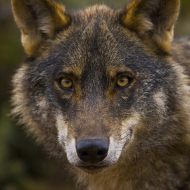 Retrato de un lobo ibérico en los bosques de España.