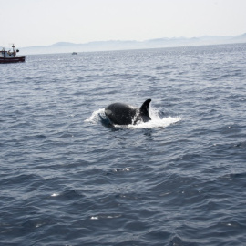 Imagen de archivo de una orca cerca de una embarcación en el Estrecho de Gibraltar.