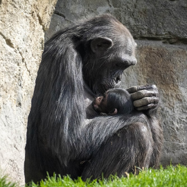 Una chimpancé con su cría en brazos.