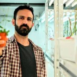 Crean una 'vacuna' para que las plantas eviten las infecciones y prescindir de los agroquímicos