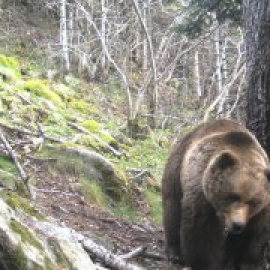 La població d'ossos al Pirineu continua creixent: a Catalunya s'han detectat 41 exemplars el 2023