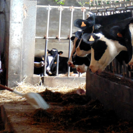 Miles de agricultores gallegos se unen en demandas colectivas contra grandes compañías lácteas