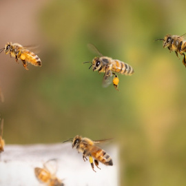 Varias abejas en una colmena en una foto de archivo