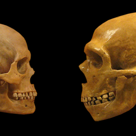 Cráneos de un Homo sapiens y de un neandertal