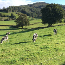 Asturies sigue sin marca propia de leche ecológica pese a aumentar su producción casi un 40% en 2020