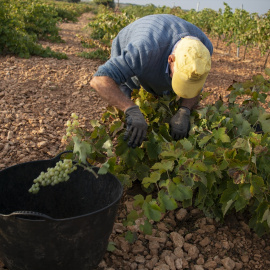 Un trabajador de la vendimia sostiene un racimo de uvas en la localidad de Carrión de Calatrava (Ciudad Real). Imagen de archivo.