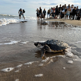 Una de les 28 tortugues marines alliberades al delta de l'Ebre entrant al mar