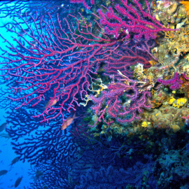 Un coral marino.