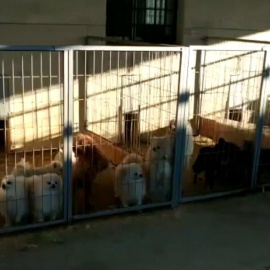 La Guardia Civil halla un criadero donde cortaban cuerdas vocales a perros