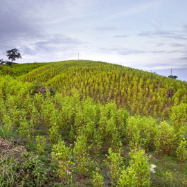 Campos sembrados de hoja de coca en la vereda Km 25 del municipio de Tibú