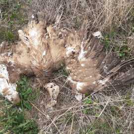 Imagen de un buitre leonado muerto tras electrocutarse con el tendido del vertedero de Huesca.