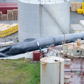 El ejemplar de ballena azul recientemenet cazado en Islandia de forma ilegal.