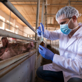 Un veterinario prepara la medicación para los cerdos en una granja. Imagen de archivo.